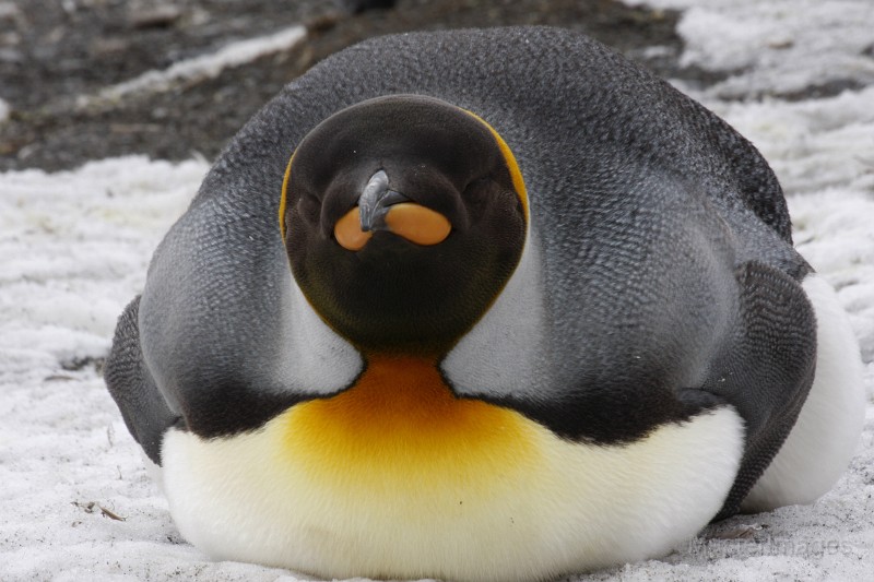 IMG_3862c.jpg - King Penguin (Aptenodytes patagonicus)